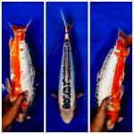 Shusui F1