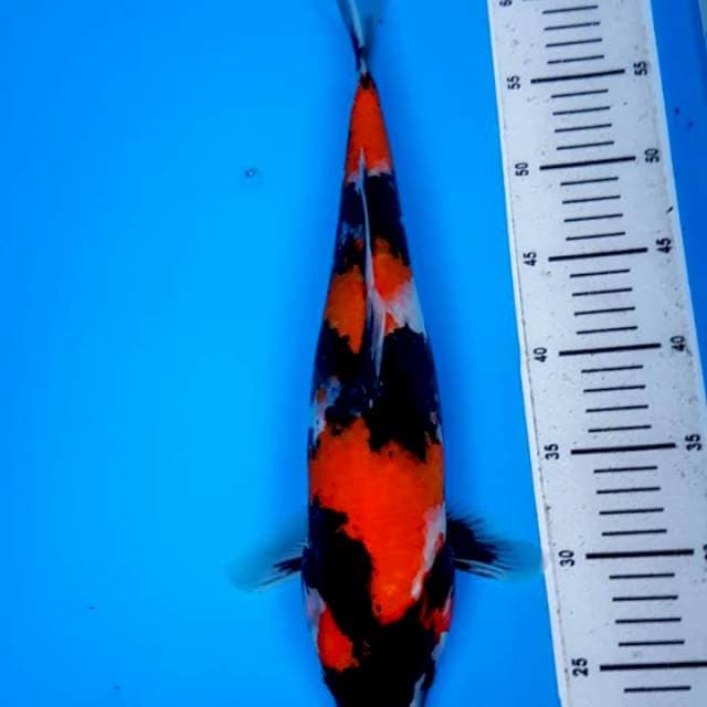 DNR - SHOWA 41CM