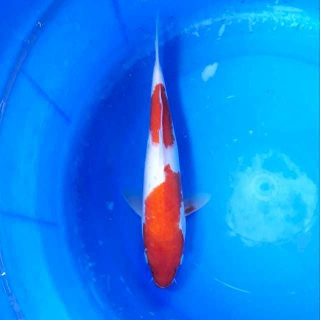 Kohaku