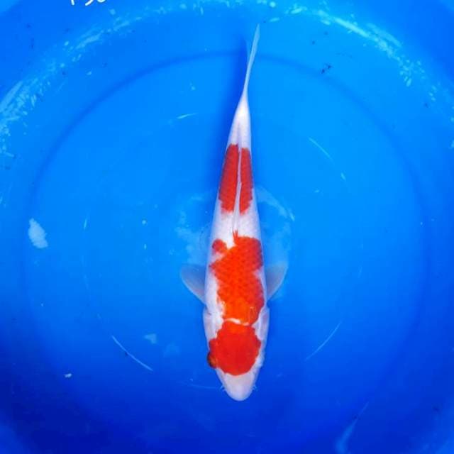 Kohaku