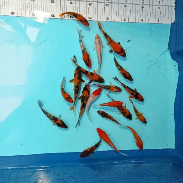 ND MAX 8-12 CM