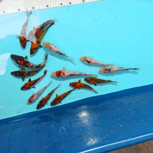 ND MIX 14-18 CM