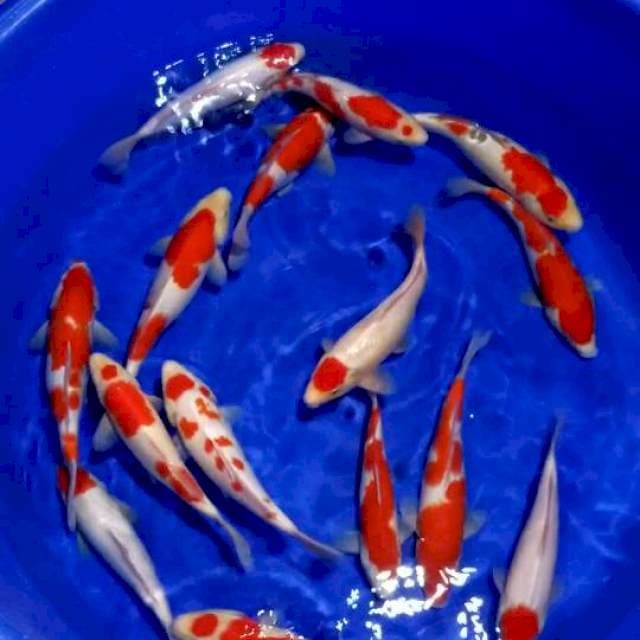 KOHAKU 30-35 CM. 15 EKOR