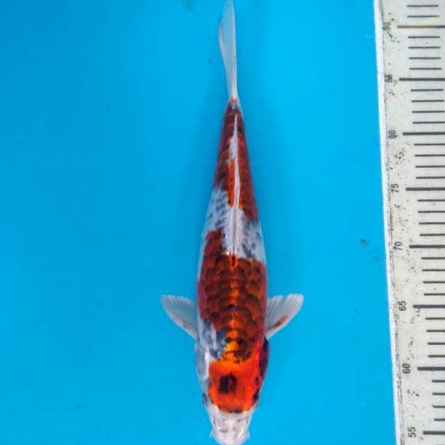 Beni kikoryu