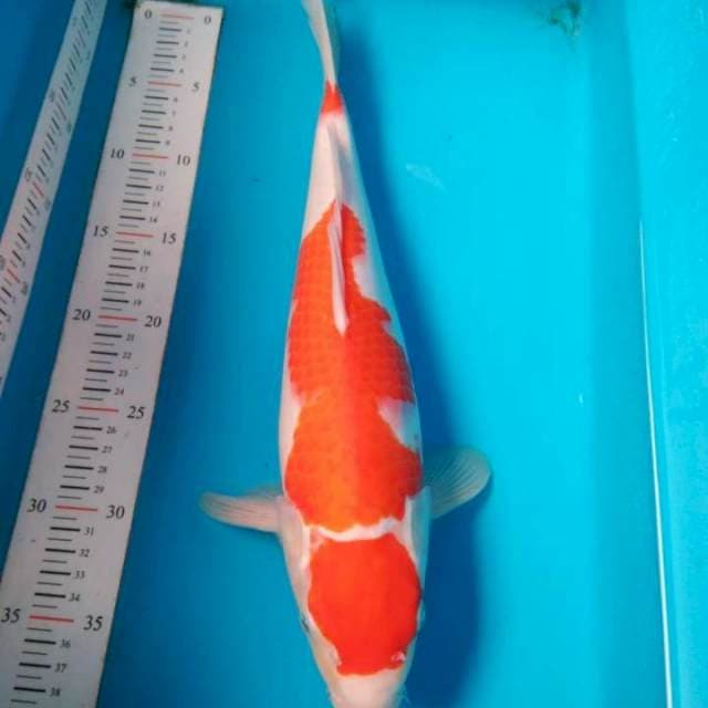 Kohaku