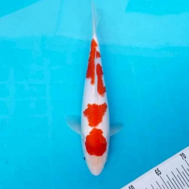 KOHAKU 28 CM