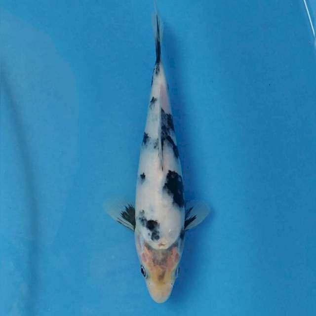 Okawa Shiro