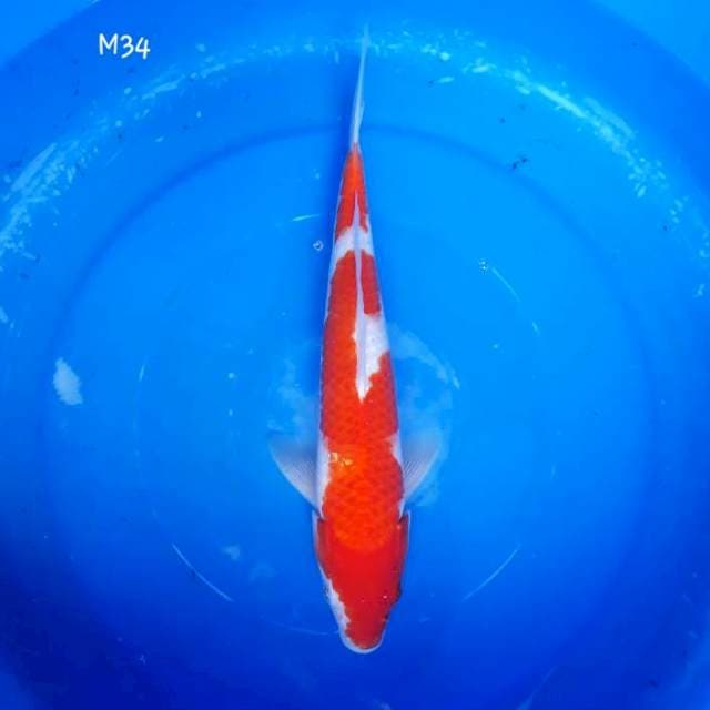 Kohaku