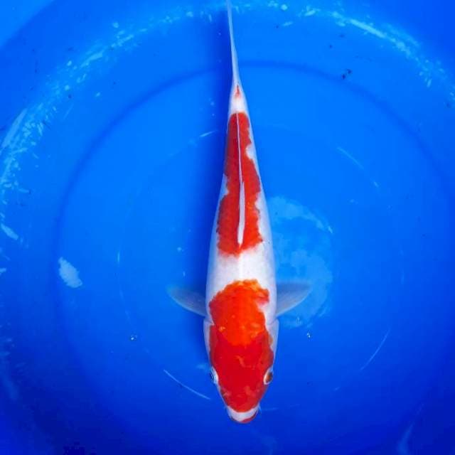 Kohaku
