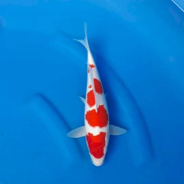 4. Kohaku istimewa 30bu