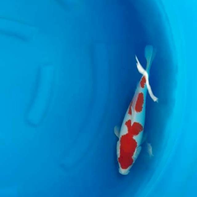 6 kohaku istimewa 30bu