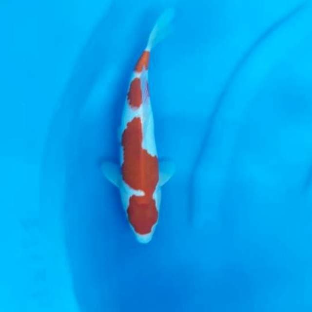 9. Kohaku istimewa 30bu