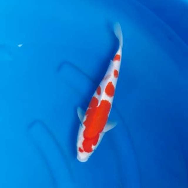 12. Kohaku istimewa 30bu