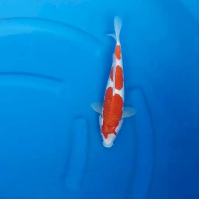 13. Kohaku istimewa 30bu
