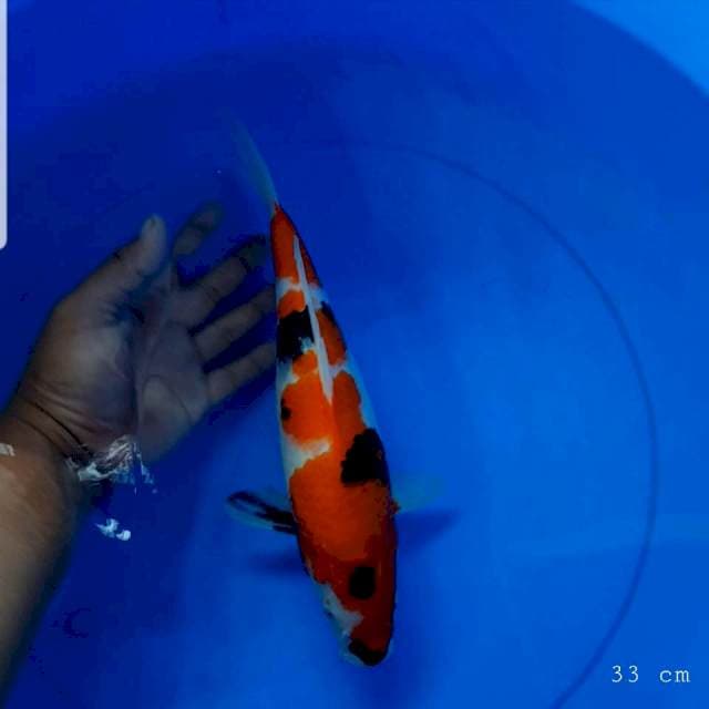Showa sisik 33 cm