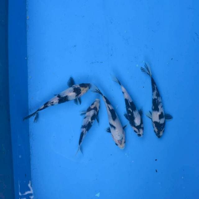 Paket Tategoi Shiro Prospek F1