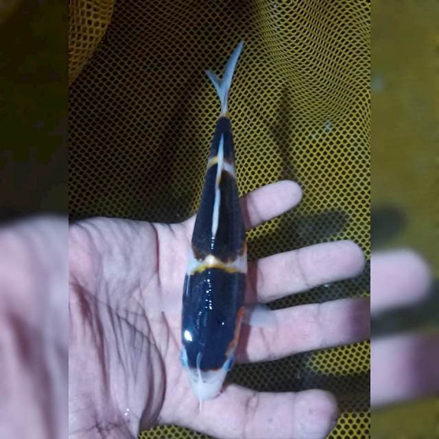 Goromo 20cm siip