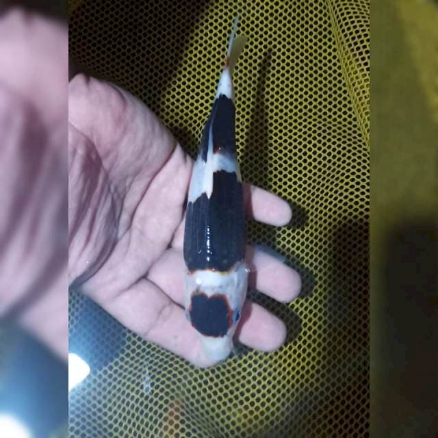 Goromo 20cm siip