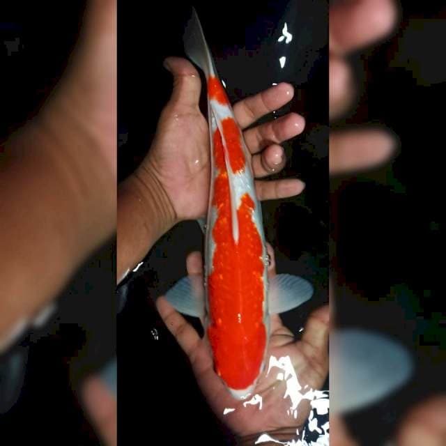 Kohaku ginrin 35cm