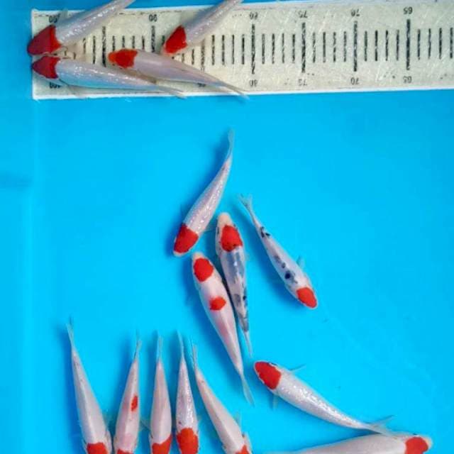 Mix tancho 15 ekor 16-20cm