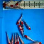 Mix tancho 15 ekor 16-20cm