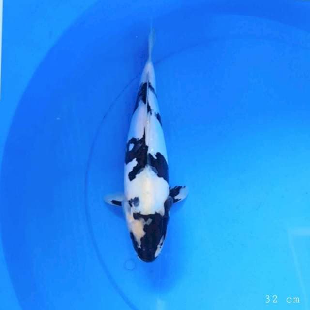 Shiro doitsu 32 cm