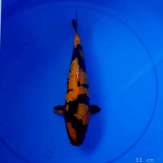 Hi utsuri doit 31 cm