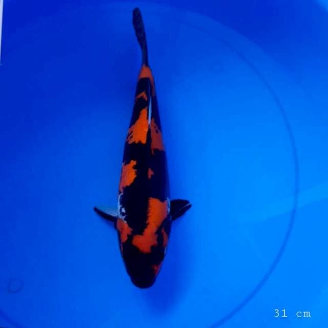 Doitsu showa 31 cm