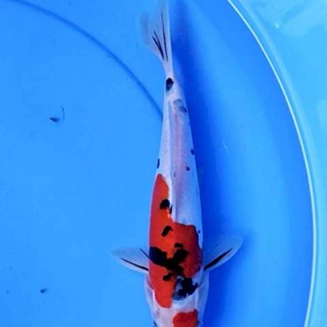 Maruten sanke doits 26 cm