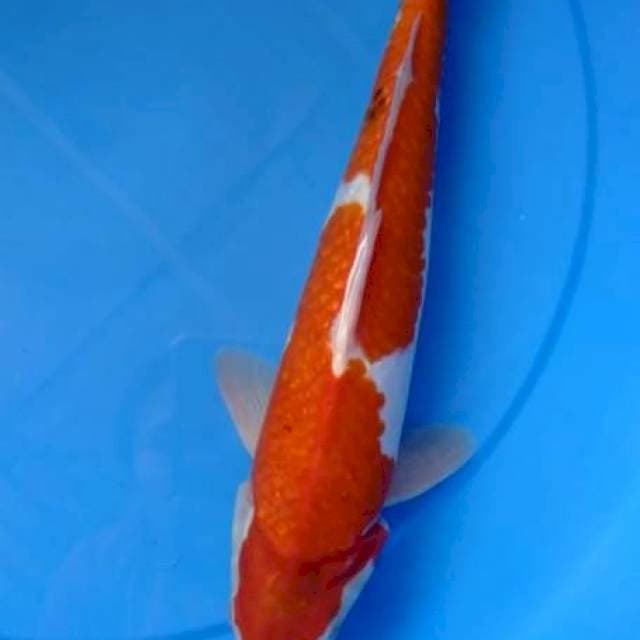 Kohaku