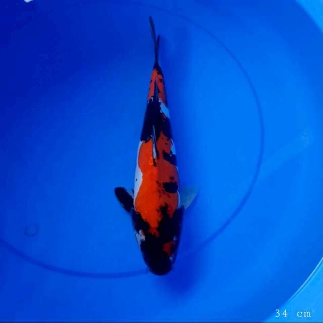 Doitsu showa 34 cm