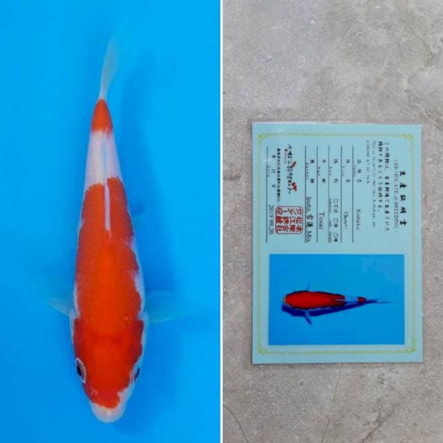 Matsue kohaku 13cm sertifikat