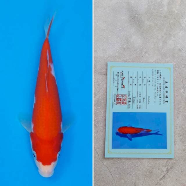 Matsue kohaku 20cm sertifikat