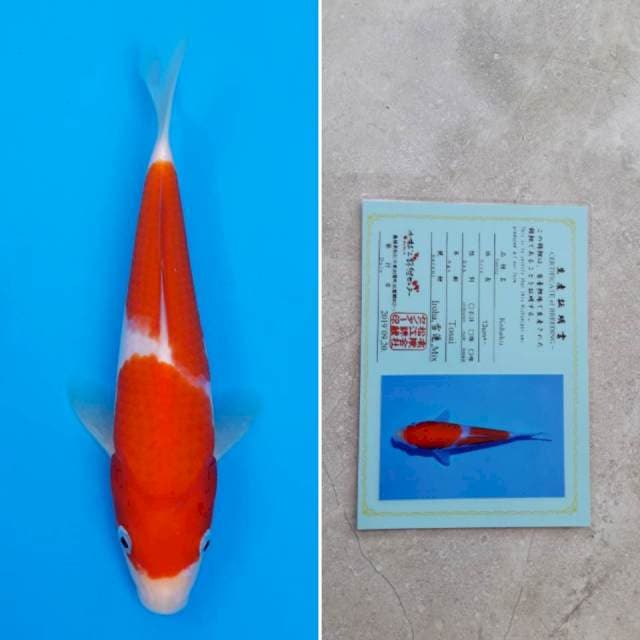 Matsue kohaku 21cm sertifikat