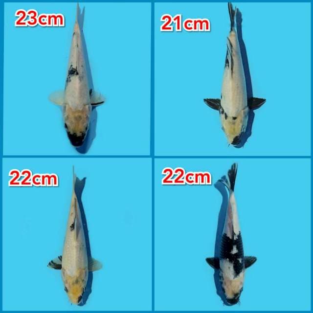 ND SEKAWAN 21-23 CM