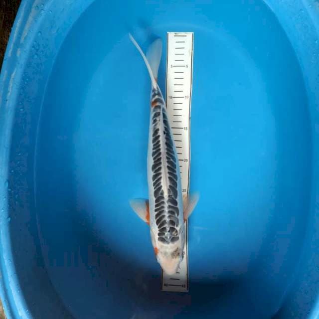 Shusui ring rapi 37cm