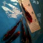 Ghosiki 15 sampe 20cm