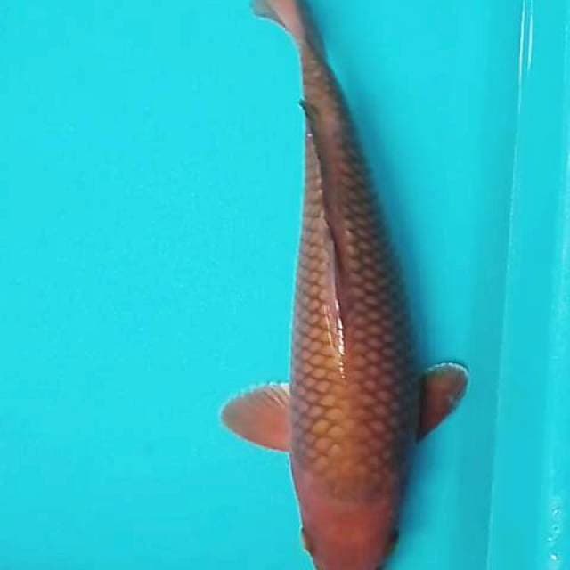 Cagoi tembaga joss 35 cm