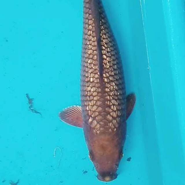 Cagoi ginrin 30cm
