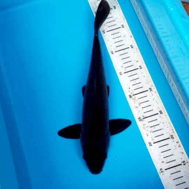 KARASHU 34 CM. MALE