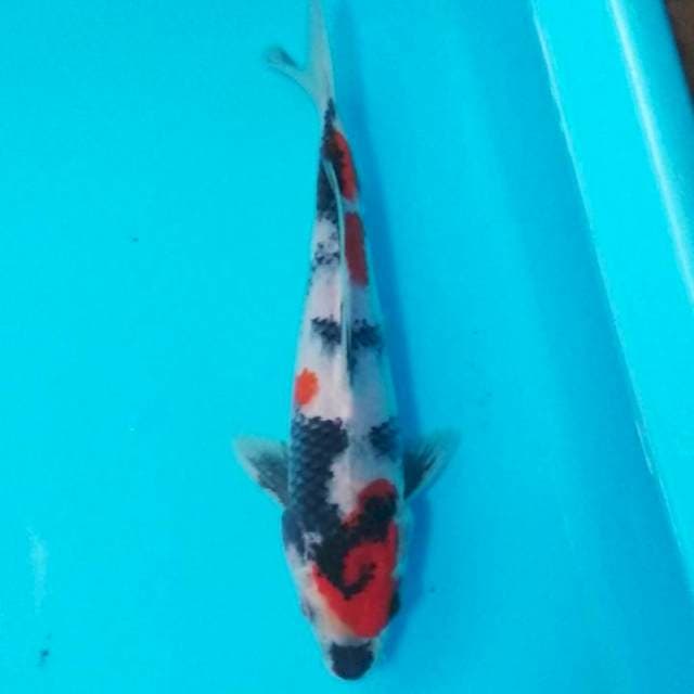 Showa 20cm