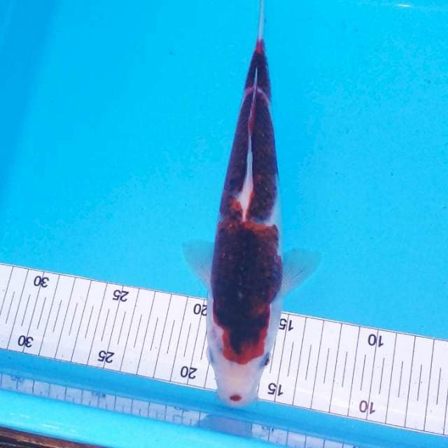 Goromo 25cm