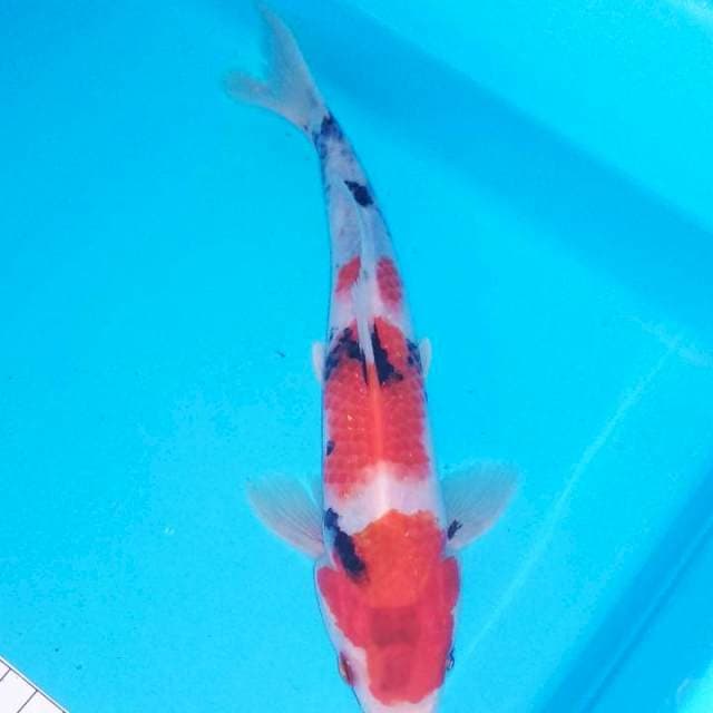 Sanke 24cm
