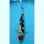 Tancho 29 cm