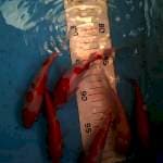 Doit imut 15 20 cm