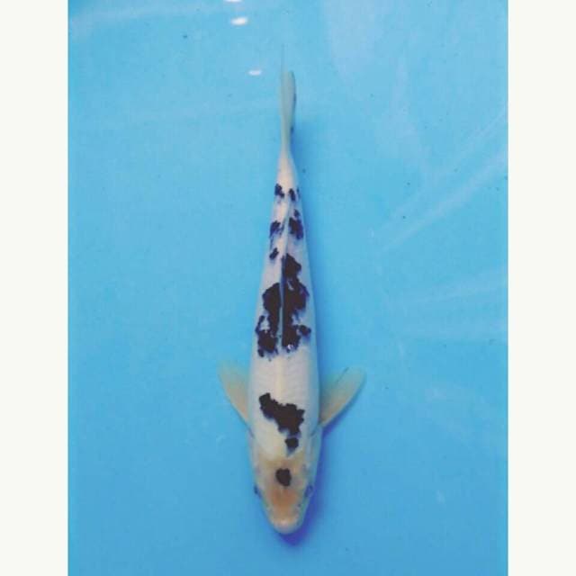 Bekko 27 cm