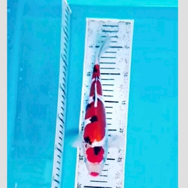 doitsu sanke pola badai 25cm