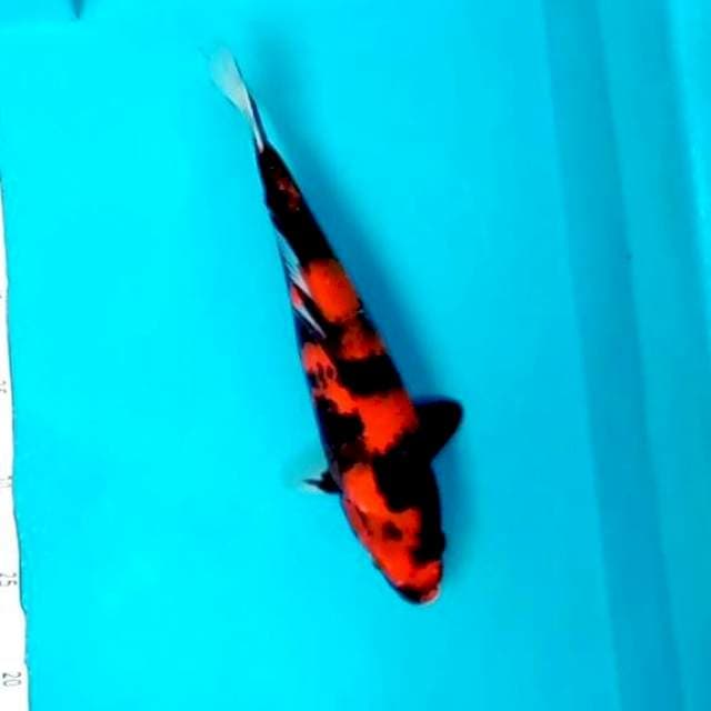 3. Hi Showa || 30 cm