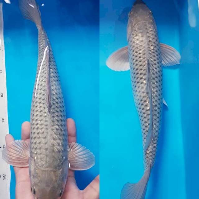 SORAGOI 38cm JANTAN