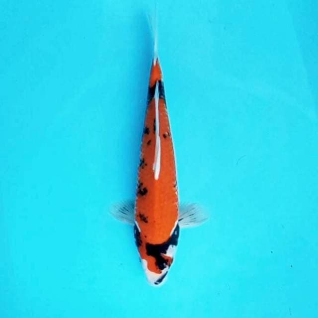 4. Showa || 34 cm